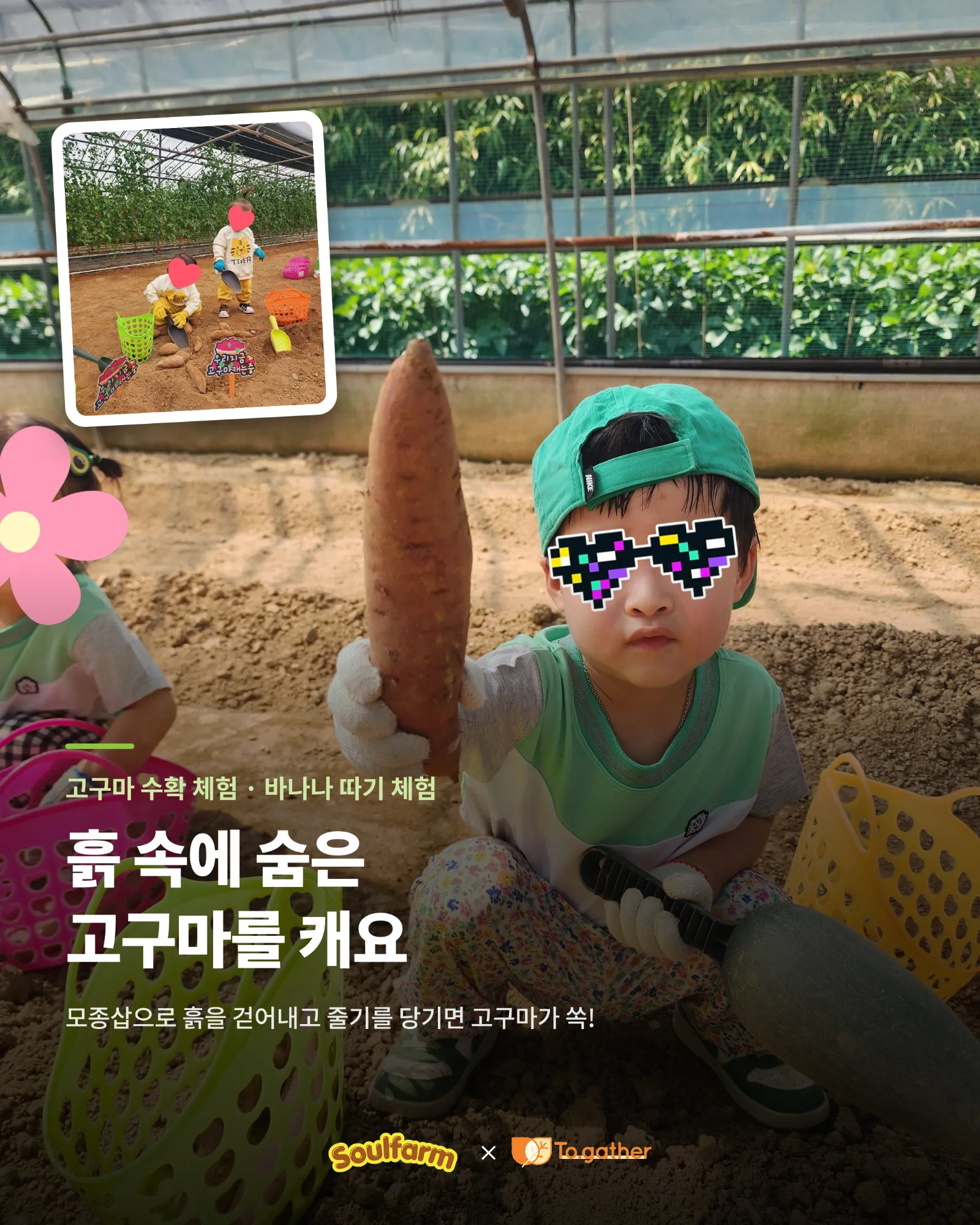 고구마 수확 체험·바나나 따기 체험. 흙 속에 숨은 고구마를 캐요. 모종삽으로 흙을 걷어내고 줄기를 당기면 고구마가 쏙!