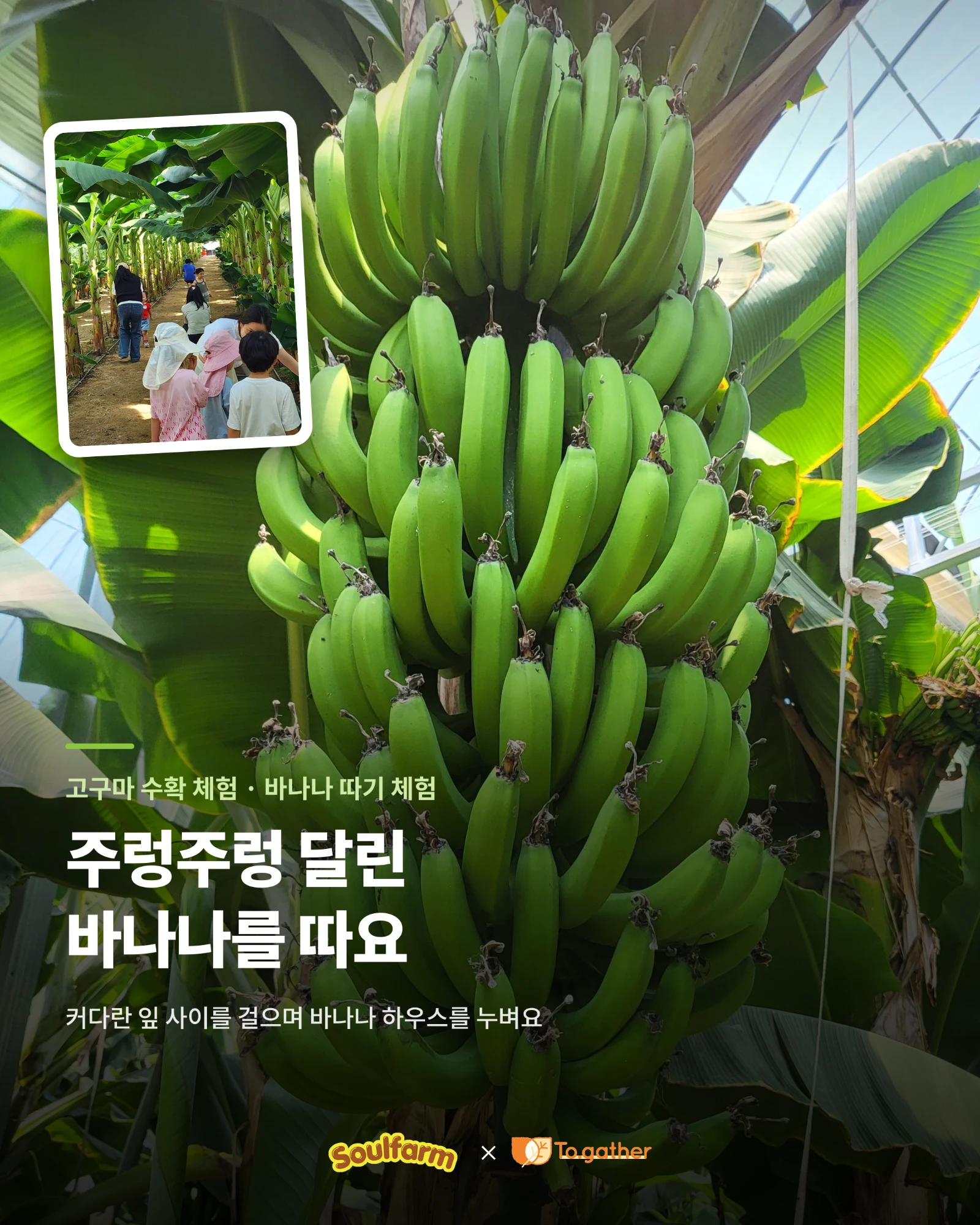 고구마 수확 체험·바나나 따기 체험. 주렁주렁 달린 바나나를 따요. 커다란 잎 사이를 걸으며 바나나 하우스를 누벼요.